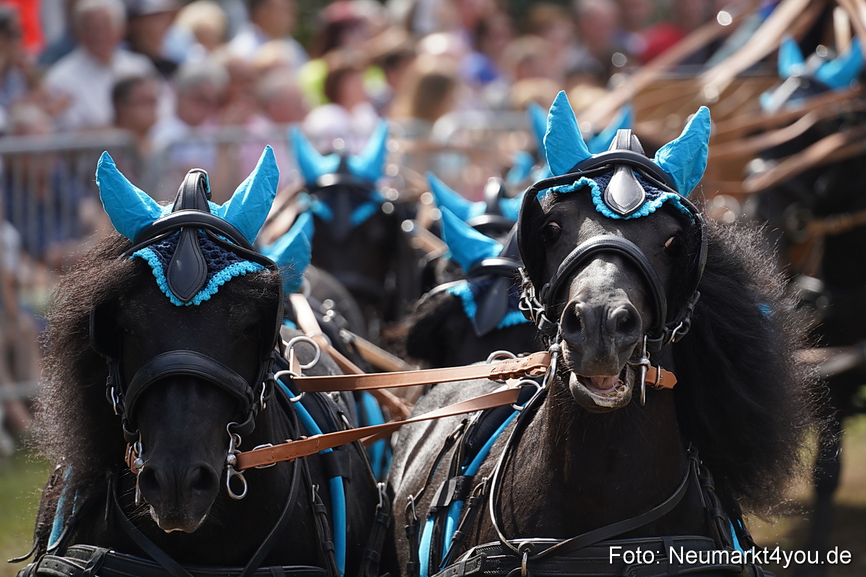 Pferde und Fohlenschau 2022 0310 